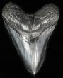 Large, Fossil Megalodon Tooth #57450-1
